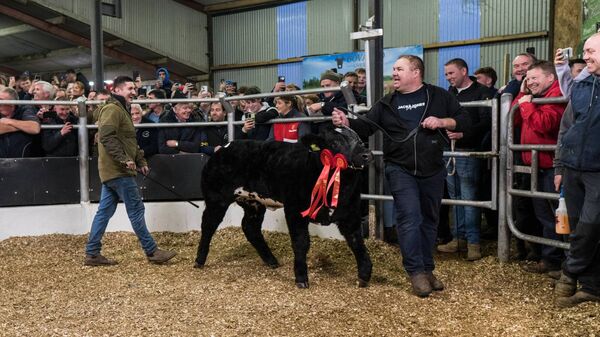 A lighter moment as this Limousin cross heifer calf (345kg) sold for €30,000 at the Winter Fair in Carrick on Shannon today (Monday). Pictured are owner Derrick Forde from Corrandulla, County Galway, and Johnny Burke, also from Galway, on the halter. Pic: Gerry Faughnan A lighter moment as this Limousin cross heifer calf (345kg) sold for €30,000 at the Winter Fair in Carrick on Shannon today (Monday). Pictured are owner Derrick Forde from Corrandulla, County Galway, and Johnny Burke, also from Galway, on the halter. Pic: Gerry Faughnan
