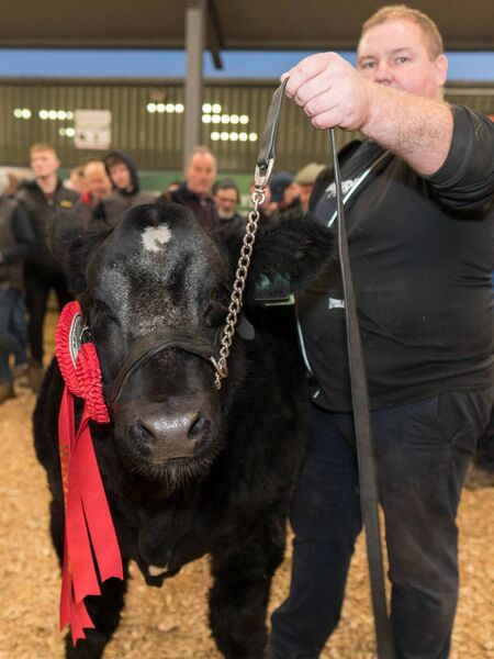 Johnny Burke from Galway halters this Limousin cross heifer calf (345kg) owned by Derrick Forde from Corrandulla, County Galway, which sold for €30,000 at the Winter Fair in Carrick-on-Shannon today (Monday). Pic: Gerry Faughnan Johnny Burke from Galway halters this Limousin cross heifer calf (345kg) owned by Derrick Forde from Corrandulla, County Galway, which sold for €30,000 at the Winter Fair in Carrick-on-Shannon today (Monday). Pic: Gerry Faughnan