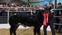 Limousin cross heifer calf sells for €30,000