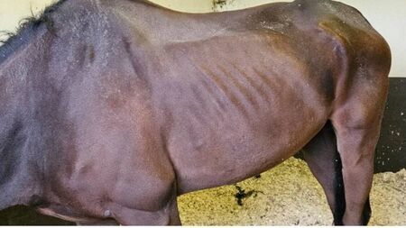 Emaciated ex-racehorse left tied to a fence at horse fair