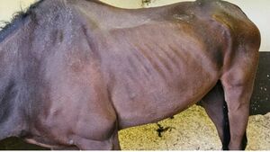 Emaciated ex-racehorse left tied to a fence at horse fair