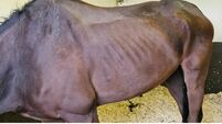 Emaciated ex-racehorse left tied to a fence at horse fair 