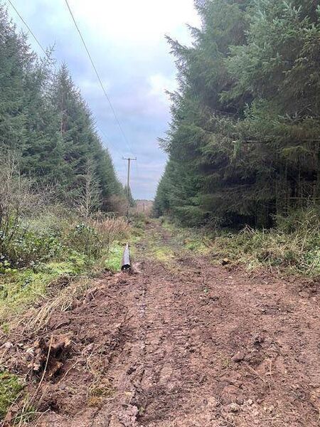 The clearing created through the forestry to get to the power line. The clearing created through the forestry to get to the power line.