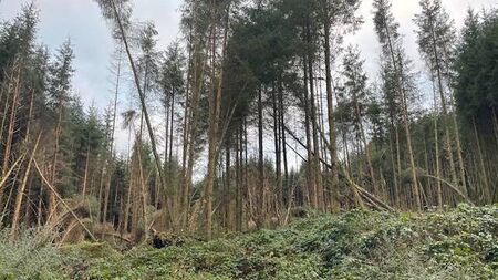 Time someone saw the wood from the trees