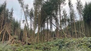 Time someone saw the wood from the trees Time someone saw the wood from the trees