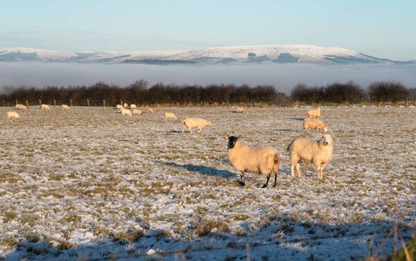 Floating Mountain: Sheep graze in sunshine on snowy high ground at The Warren, Boyle last week. Behind them a sea of fog envelopes the N4 in the valley. Pic: Gerry Faughnan Floating Mountain: Sheep graze in sunshine on snowy high ground at The Warren, Boyle last week. Behind them a sea of fog envelopes the N4 in the valley. Pic: Gerry Faughnan
