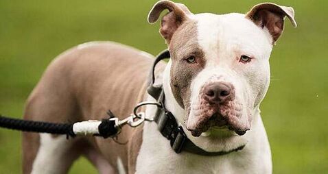 XL bully dog ban is disproportionate, say animal welfare charities