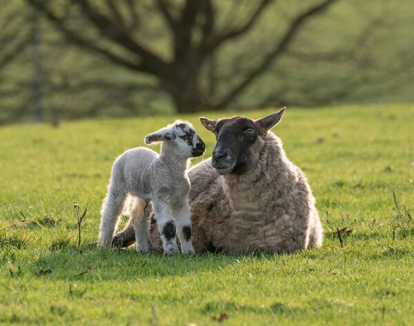 New life: A ewe and her lamb at Mocmoyne, Boyle. Pic: Gerry Faughnan New life: A ewe and her lamb at Mocmoyne, Boyle. Pic: Gerry Faughnan