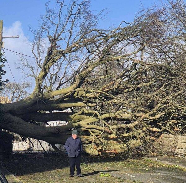 A large tree blocking the road in Ballintubber village. Picture: Cllr Paschal Fitzmaurice
