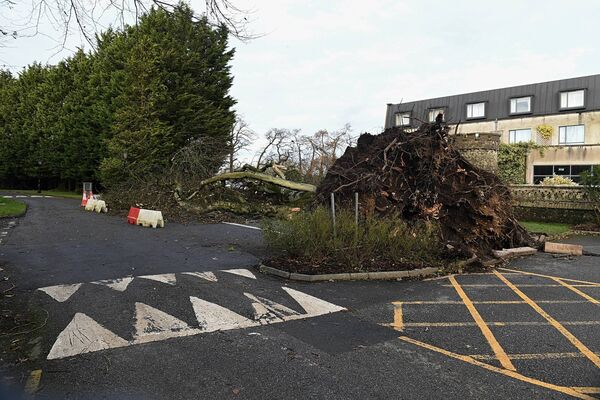 A tree blocking the car park near the Abbey Hotel. Picture: Gerard O'Loughlin
