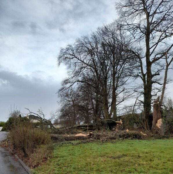 Trees felled in a housing estate, Bealnamulla, South Roscommon. 