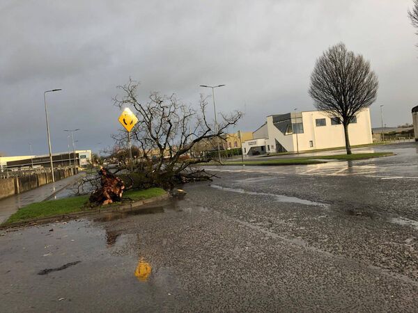 A tree is uprooted beside Roscommon Arts Centre after Storm Éowyn. Picture: Gerard O'Loughlin