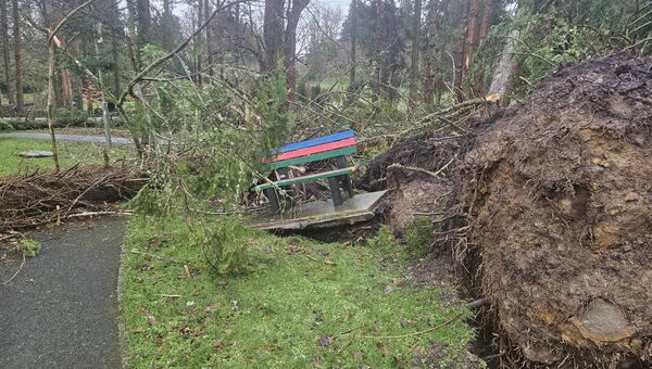 An uprooted tree and bench at Castlerea Demesne. An uprooted tree and bench at Castlerea Demesne.