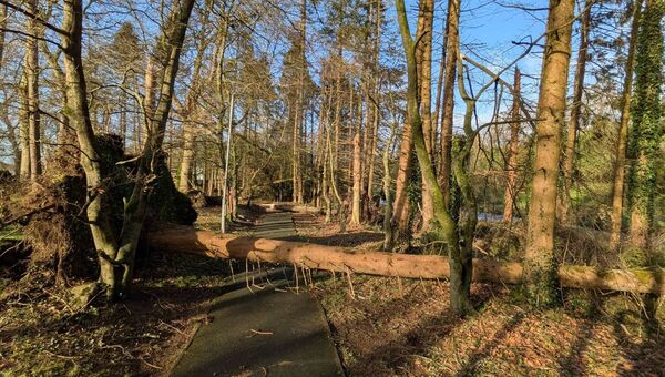 A tree uprooted in Castlerea Demesne. Pic: Liam Reynolds A tree uprooted in Castlerea Demesne. Pic: Liam Reynolds