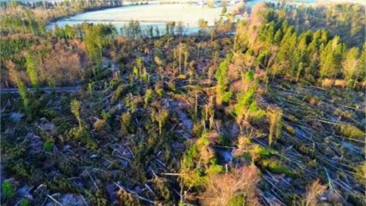 Popular County Roscommon woodlands amenity suffers extensive storm damage