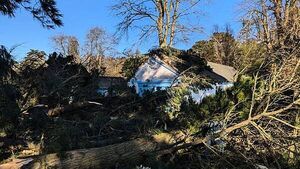 Storm Éowyn: More than 10,000 trees toppled in Co Down country estate