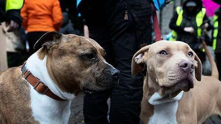 XL bully dog law halted after judge grants injunction against seizure or euthanasia