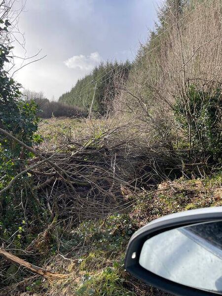 Access to the main road blocked by a wall of trees. Access to the main road blocked by a wall of trees.
