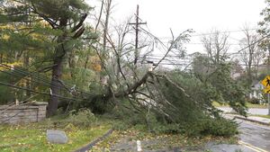 Roscommon councillors call for urgent action on forestry impacting on power lines during storms Roscommon councillors call for urgent action on forestry impacting on power lines during storms