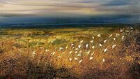 New collection of bog paintings by Cootehall artist on display 
