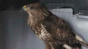 Injured buzzard found in County Roscommon with gunshot wound
