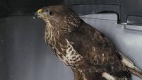 Injured buzzard found in County Roscommon with gunshot wound