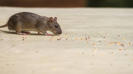 Significant increase in rodent activity in County Roscommon