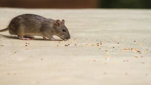 Significant increase in rodent activity in County Roscommon
