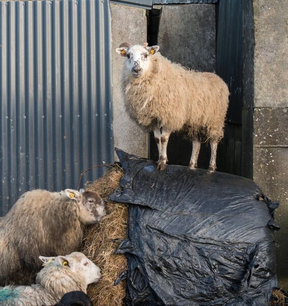 Out On Bale: Feeding time Raheen, Elphin. Pic: Gerry Faughnan