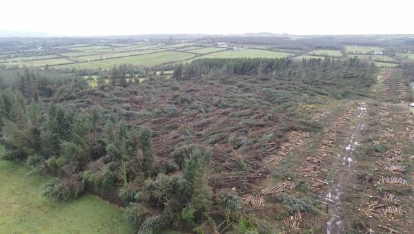 The trees were due to be felled in 2027. Now the Flynns are looking at them rotting on the ground.