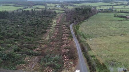 County Roscommon couple facing huge financial losses as forestry is destroyed