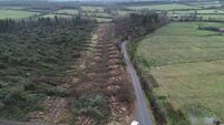 County Roscommon couple facing huge financial losses as forestry is destroyed 