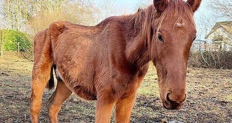 Kildare couple jailed for five months over cruelty to horse