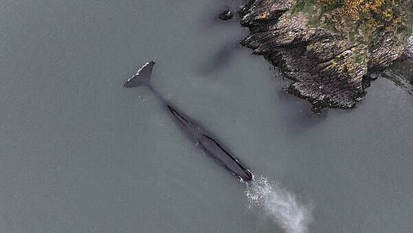 Rare sighting of sperm whale in the Waterford Estuary
