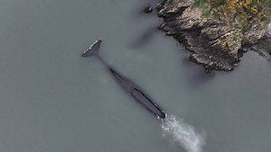 Rare sighting of sperm whale in the Waterford Estuary Rare sighting of sperm whale in the Waterford Estuary