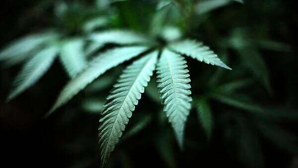 Poll: Do you support the legalisation of cannabis for recreational use?