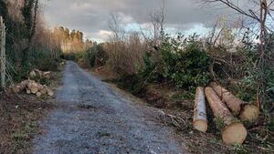Ongoing challenges facing forestry owners following Storm Éowyn