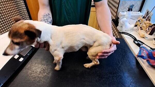 'Pure neglect': Carlow woman receives lifetime ban from owning dogs