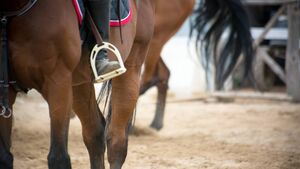 Contractor sought to build new County Roscommon indoor horse arena