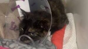 Roscommon SPCA's fundraising appeal to help animals like Muffin