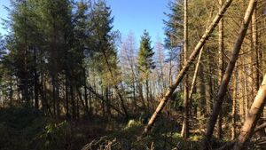 The Kettle's Boyled: Getting to the root of the forestry crisis