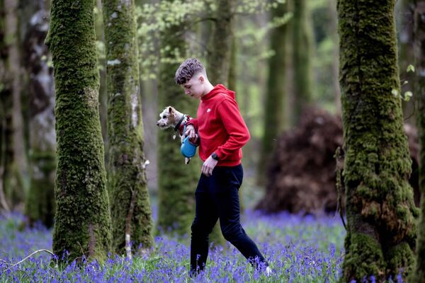 Darragh Molloy from Gurteen and his family dog Annie take a stroll in the Bluebell Wood, Oakport, Knockvicar. Pic: Brian Farrell