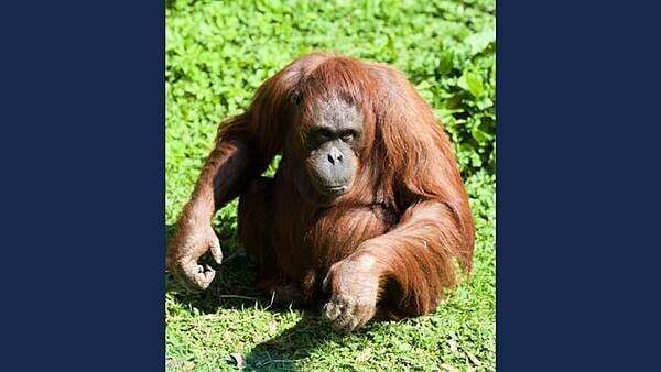 Dublin Zoo announces death of orangutan Leonie who lived at the zoo for over 40 years
