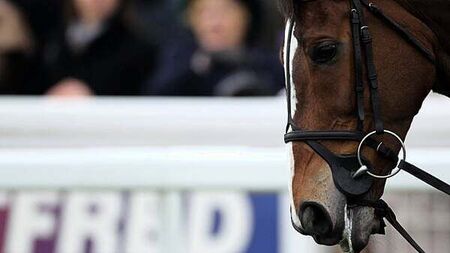 Man who took racehorse is 'perilously' close to being jailed if he does not return it