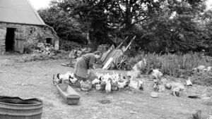 Memories from County Roscommon featured in National Museum book on rural life