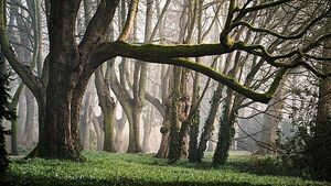 Tales from Irish folklore: People 'carried' by fairies in the Irish countryside Tales from Irish folklore: People 'carried' by fairies in the Irish countryside