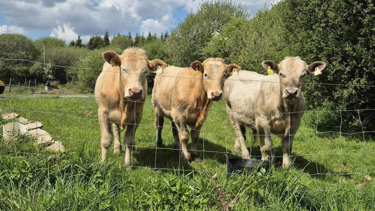 Owner of straying cattle sought