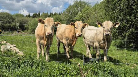 Owner of straying cattle sought