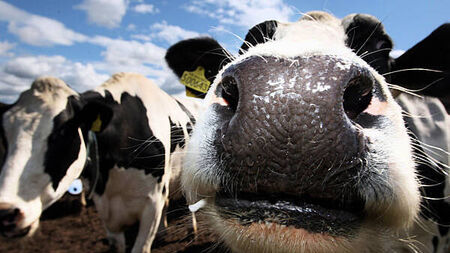 Rescue operation to free 40 cows after lorry overturns on motorway