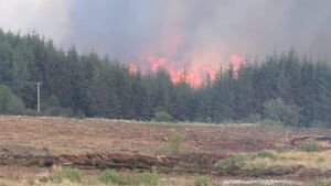 Dozens of acres of forestry destroyed in large West Roscommon forest fire